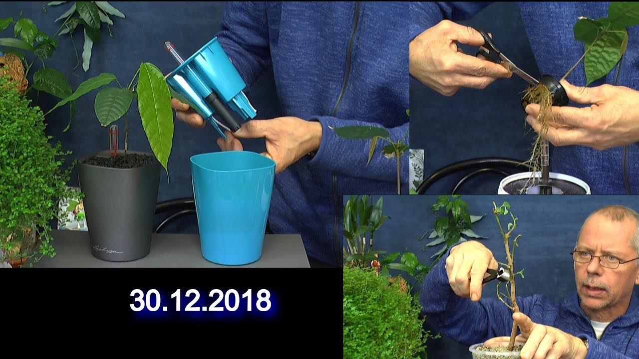 So einfach ist die Anzucht Kakao Cherimoya Einpflanzen Umpflanzen Sebstbewässerung