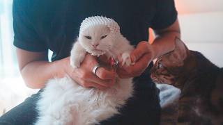 How I Trim 4 Cats' Nails (Without Dying)