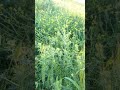 بسم الله ماشاء الله متابعه لايكات صوت حلو منظر جميل فصل الربیع تصميمي تصمیمات منظر خيالي بسم الله ماشاء الله متابعه لايكات صوت حلو منظر جميل فصل الربیع تصميمي تصمیمات منظر خيالي