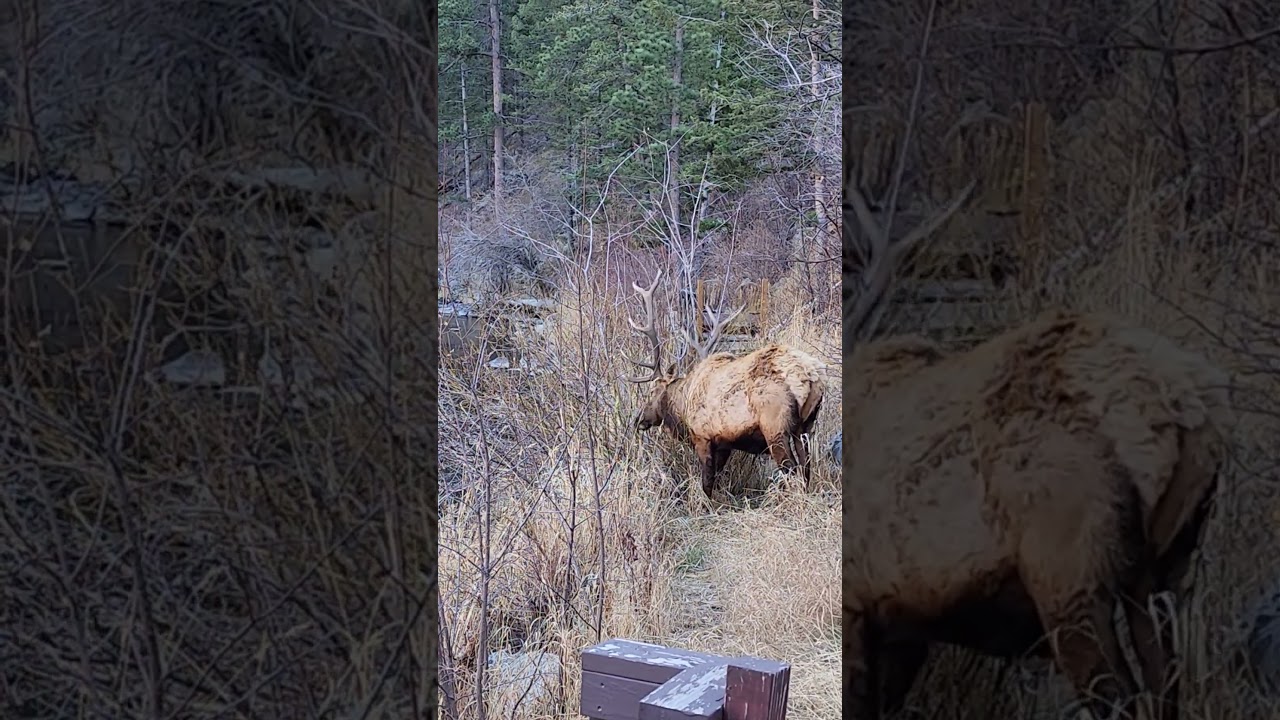 Elk at Rustic River Cabins 