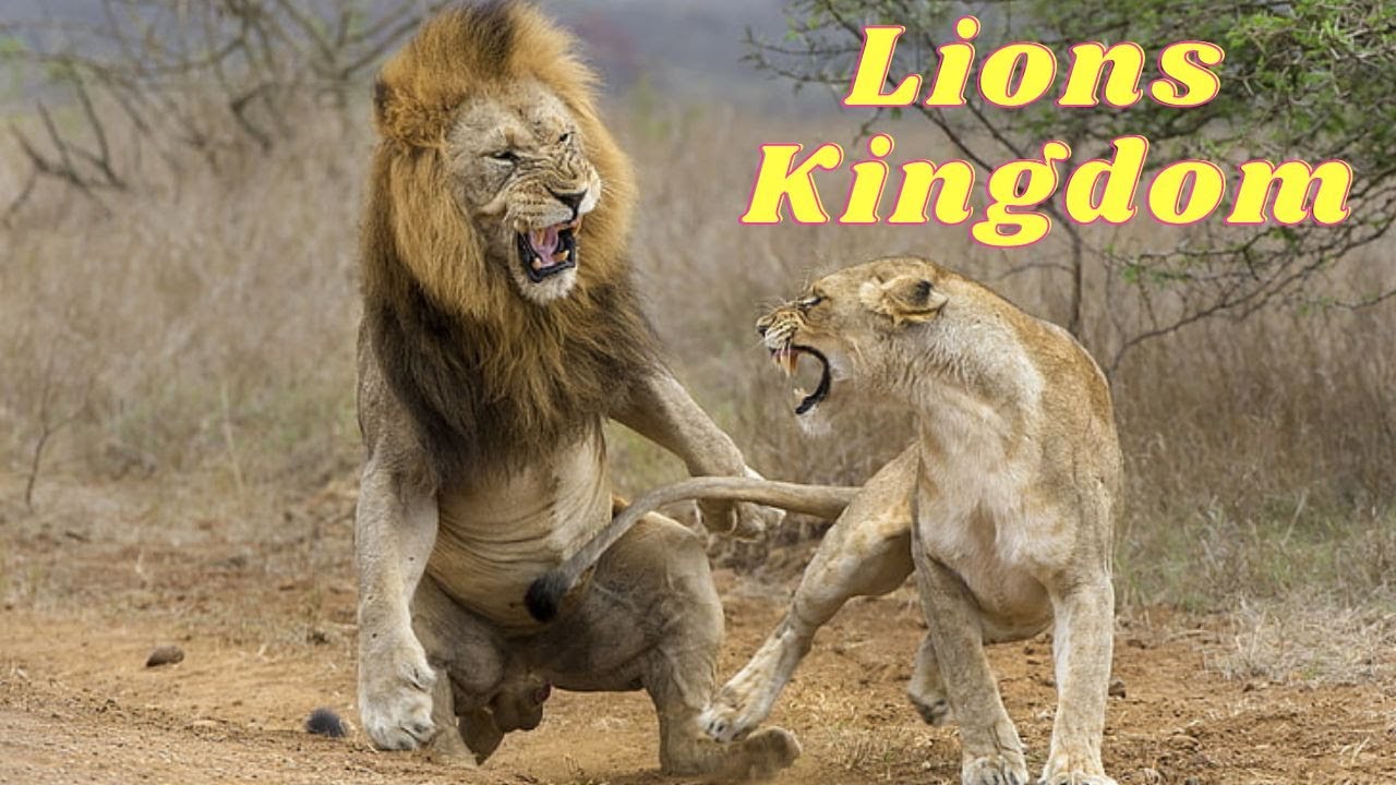 Lion Wildlife | Wildlife Lion Pride | Lions Roaring | The Lion King | Lions Collection in 4k
