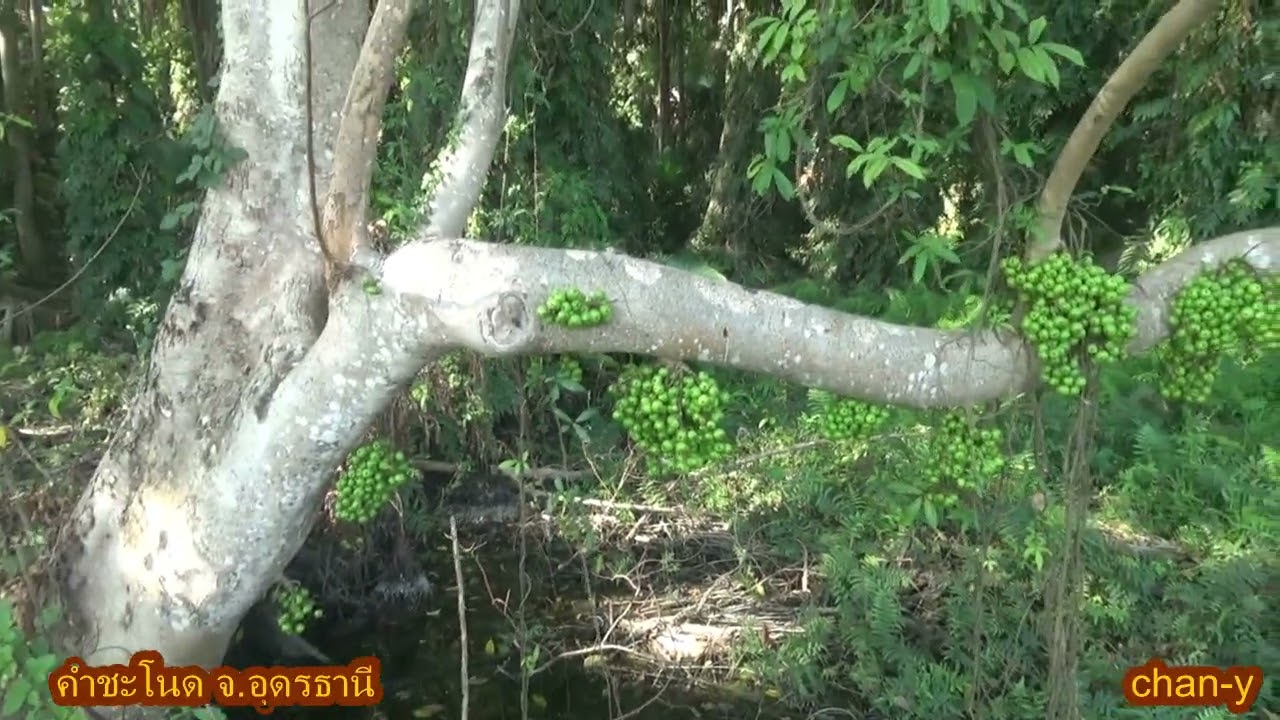 คำชะโนด จ.อุดรธานี