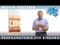 Embryologie - Neuroanatomie der Bindung│Dr. Dr. Damir del Monte│Medizin-Videos bei Lecturio