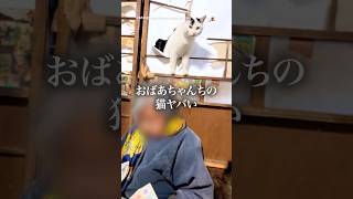 おばあちゃん後ろ！後ろ！｜PECO