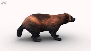 Wolverine Low Poly 3D model by 3DModels.org