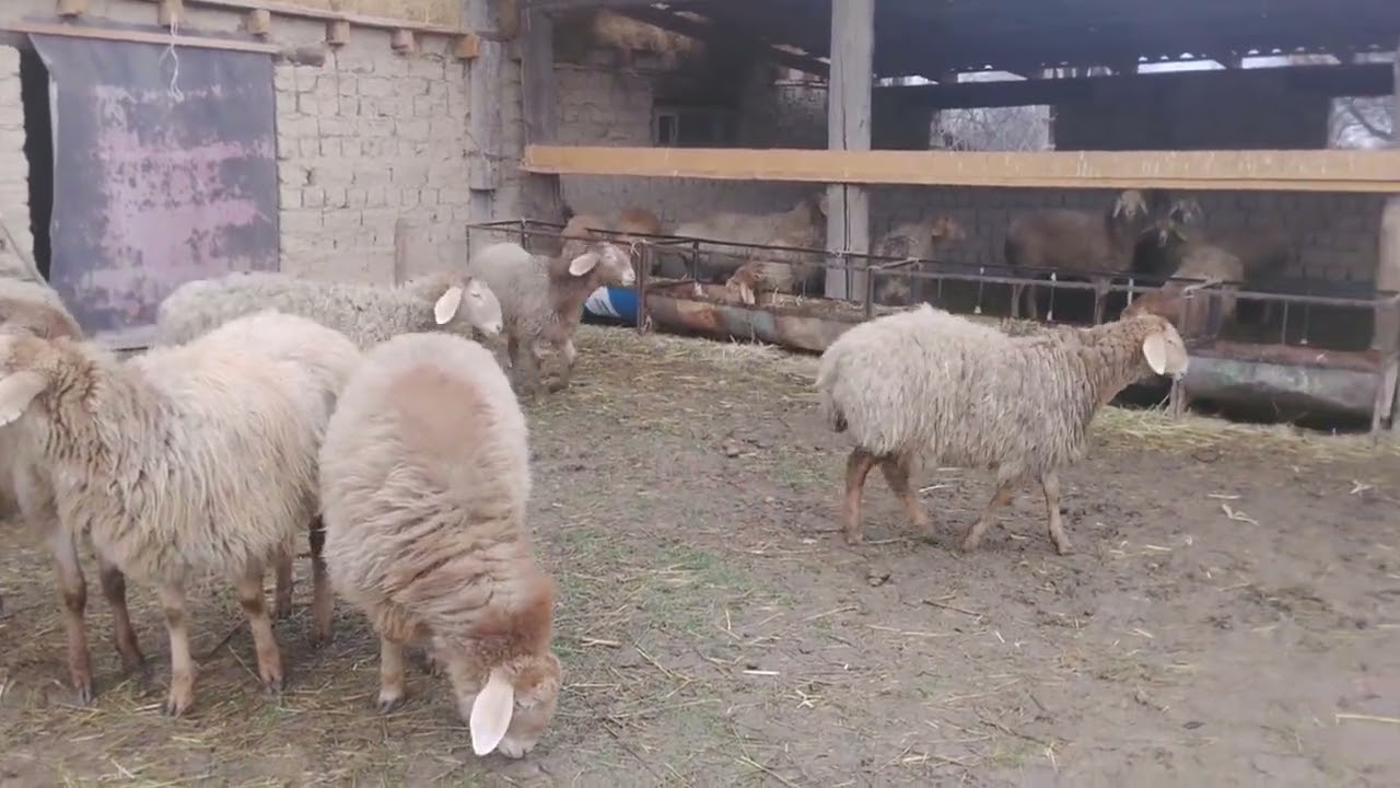 продажа ягнят Арашан цена от 28 тыс. сомов +996 708 797 970