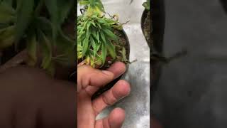 Indoor grow week 7