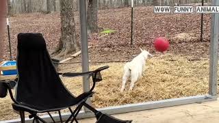 TRY NOT TO LAUGH |funniest  farm animals that will make you laugh all day video compilation