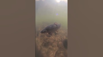 Bakewell Bridge Dive with the Insta360 X5 – Wild Trout Below