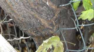 Tree Grows THROUGH Chain Link Fence INTACT