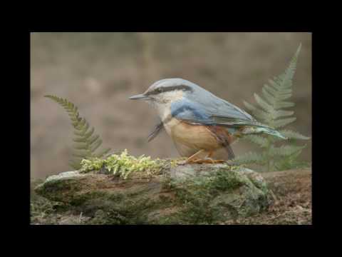 Video: Woestyndiere: beskrywings, name en kenmerke