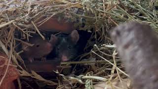Mice in their burrow