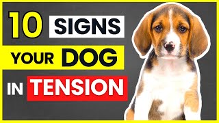 10 Signs Your Dog is Stressed, Depressed or Sad | Signs of Depression in Dogs by Makoree Pet Corner 66 views 1 year ago 6 minutes, 54 seconds