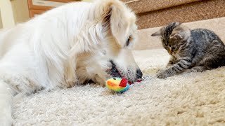 What does a Golden Retriever do when he sees a Playful Tiny Kitten