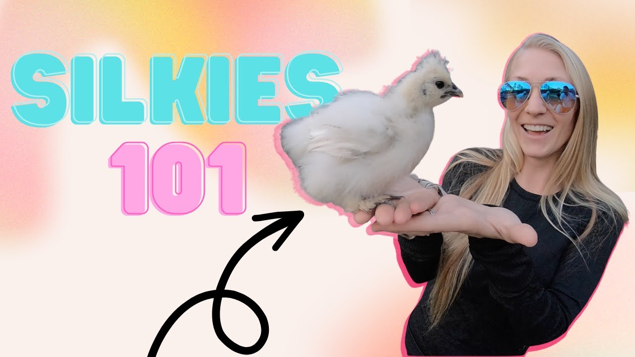 All You Need To Know About Silkie Chickens Silkies 101 YouTube