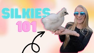 All You Need To Know About Silkie Chickens- Silkies 101