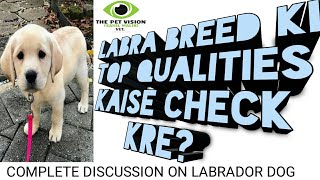 How to check Labrador puppy purity in hindi/Labrador/LABRA/ complete discussion....  Lab