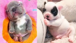 Baby Dogs - Funny and Cute Dog Videos Compilation 2021 by Viral Tech Hub 252 views 3 years ago 4 minutes, 27 seconds