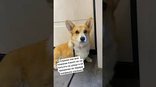 Променял на 💩💩💩 #corgi #мойпитомец #pets