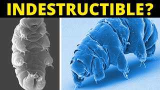 This Creature Is Virtually Indestructible! by Secret Truths 3,210 views 3 years ago 11 minutes, 39 seconds