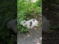 Walking with Lilly 🌷💚🌿🌳🩷😘😇🙏🦋🌈