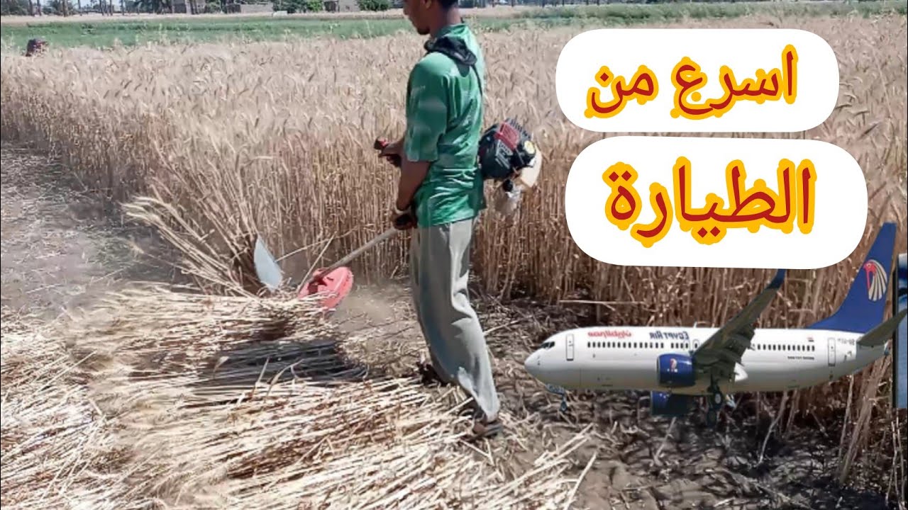 حصاده القمح اليدويه /اسرع من الطياره