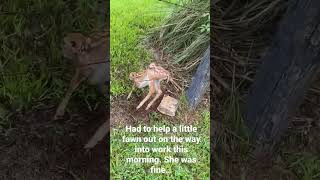 Young fawn stuck on a fence