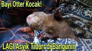 LUCU BANGETT BAYI OTTER Lagi Enak Enak tidur Malah Di Bangunin