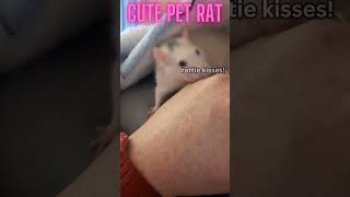 Affectionate Cute pet rat cuddles #CuteRats #Heartwarming #PetLove #shorts #animals  #cuddlypetrats