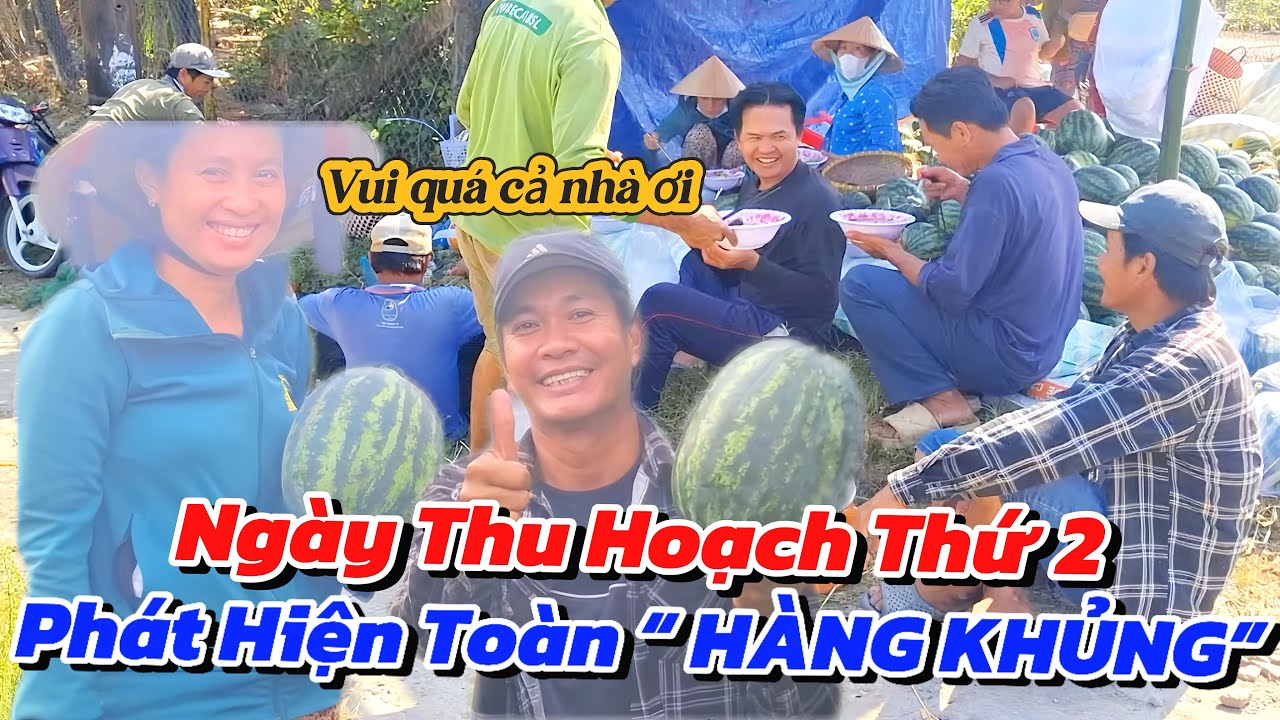 Tiếp Tục Ngày Thu Hoạch Dưa Hấu Phát Hiện Cả Ruộng “Toàn Hàng Khủng” Ai Cũng Bất Ngờ 