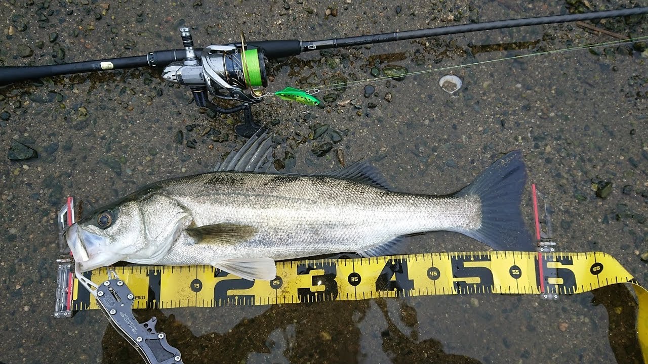 青森県八戸市周辺での釣りブログ 楽天ブログ