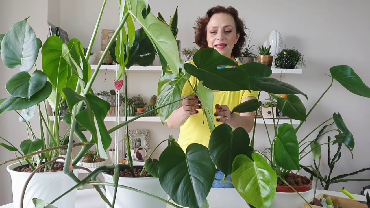 Monstera (devetabanı) bakımı ve çoğalması.