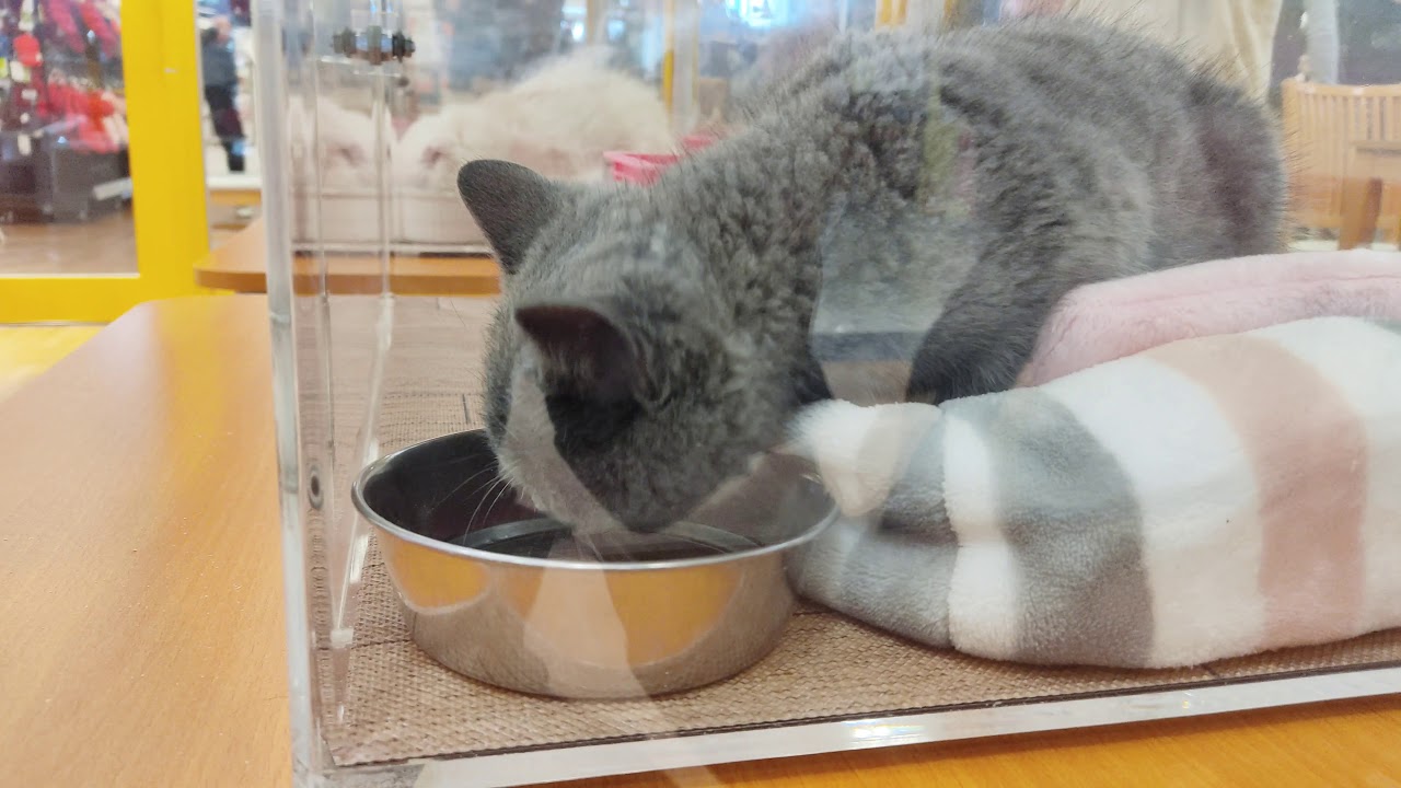 Pet Shop in Japan Daily Life and Culture in Japan [4K] YouTube