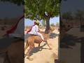 Jaisalmer desert #song #rajasthani #jaisalmer #subscribe #viralshorts #india #youtube