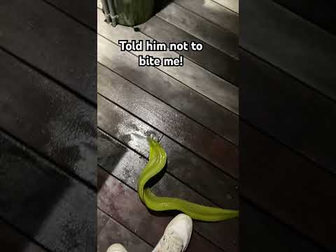 How Do You Talk To An Eel 