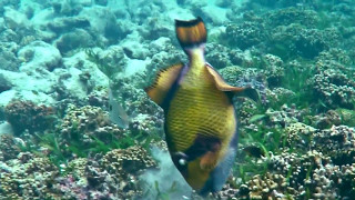Titan Triggerfish @ Maldives (1080p) - by Yamapama