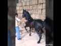 رقص خيل احمد عاطف رقص خيل احمد عاطف