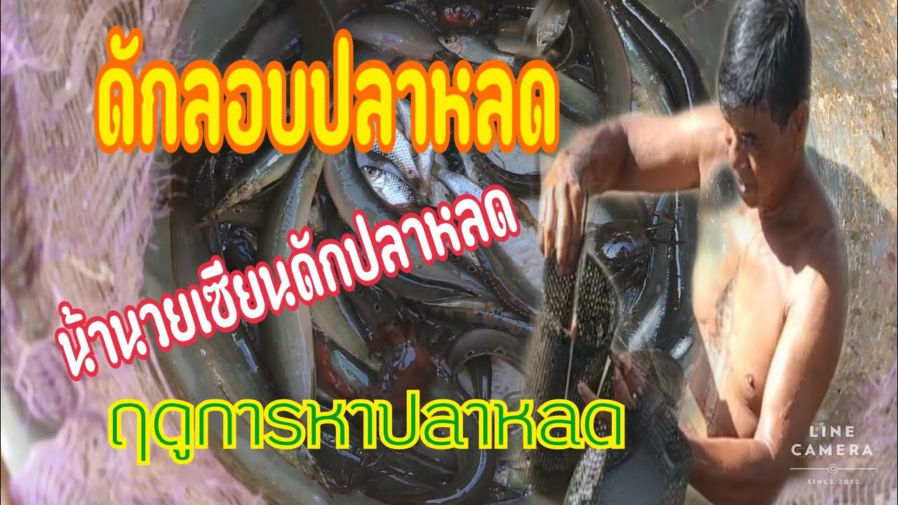 ฝีมือดักลอบปลาหลดเข้าเยอะมาก #ปลาหลด #ดักลอบ #หากินแบบบ้านๆ #โจหนองหลัก ไปนาเถ่อะ @หนองหลักchannel