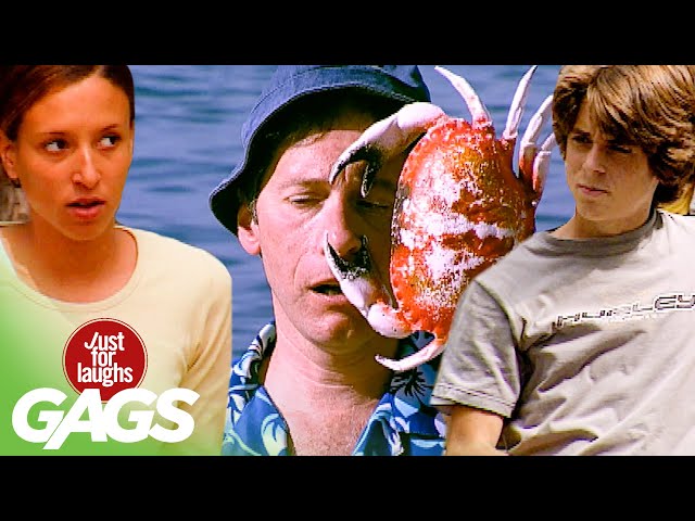 Best of Animal Pranks Vol. 7 | Just For Laughs Compilation