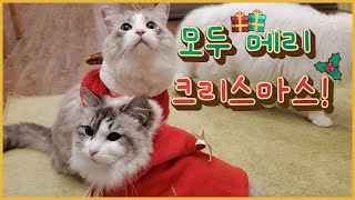 21 메리크리스마스^^ 고양이들의 변신! by 고양이발자국Catfootprint 315 views 2 years ago 3 minutes, 45 seconds