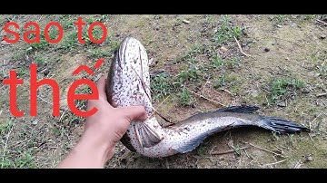 CuDế TV | Cắm câu cá lóc. giải trí không ngờ với được hàng khủng