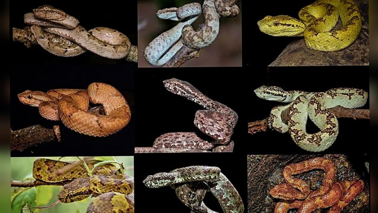 Malabar pit viper snake and different morfs - YouTube