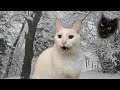 Funny Christmas song by Cats - Merry Christmas