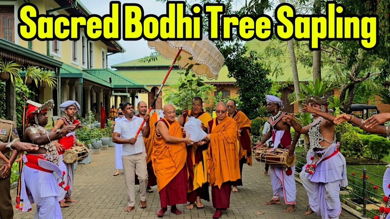 Sacred Bodhi Tree Sapling Bestowed to Gaden Jangtse Monstery by Jaya Sri Maha Bodhi, SRI LANKA. 