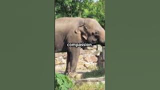 The Secret Life of Elephants: Family Bonds and Social Behavior