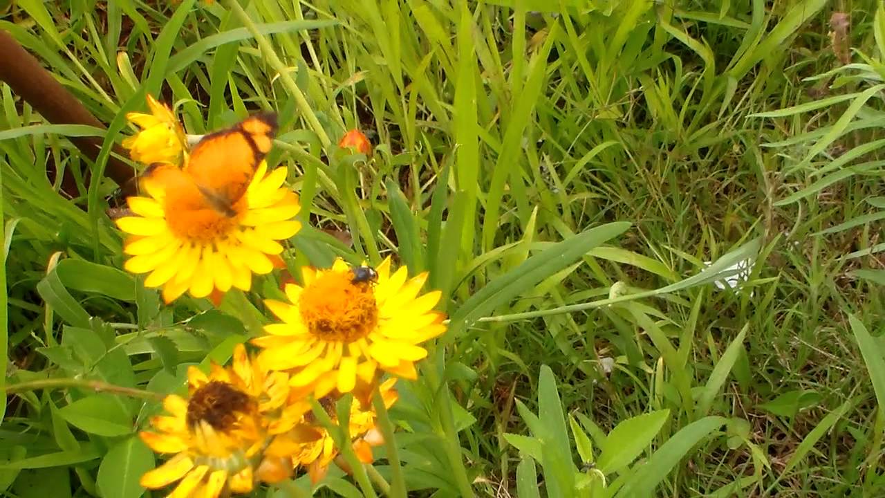 barragem aguieira HDV_0046.MP4 NA QUINTA dos girassóis-RINCÃO DOCE