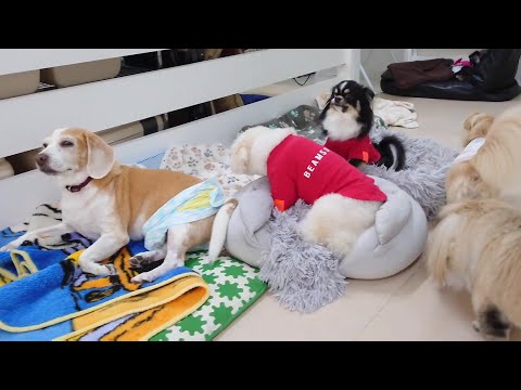 トイプードル&チワワ姉妹がお泊りで合流 🐶ひみつきちなう!②🐶  2025年8月1日