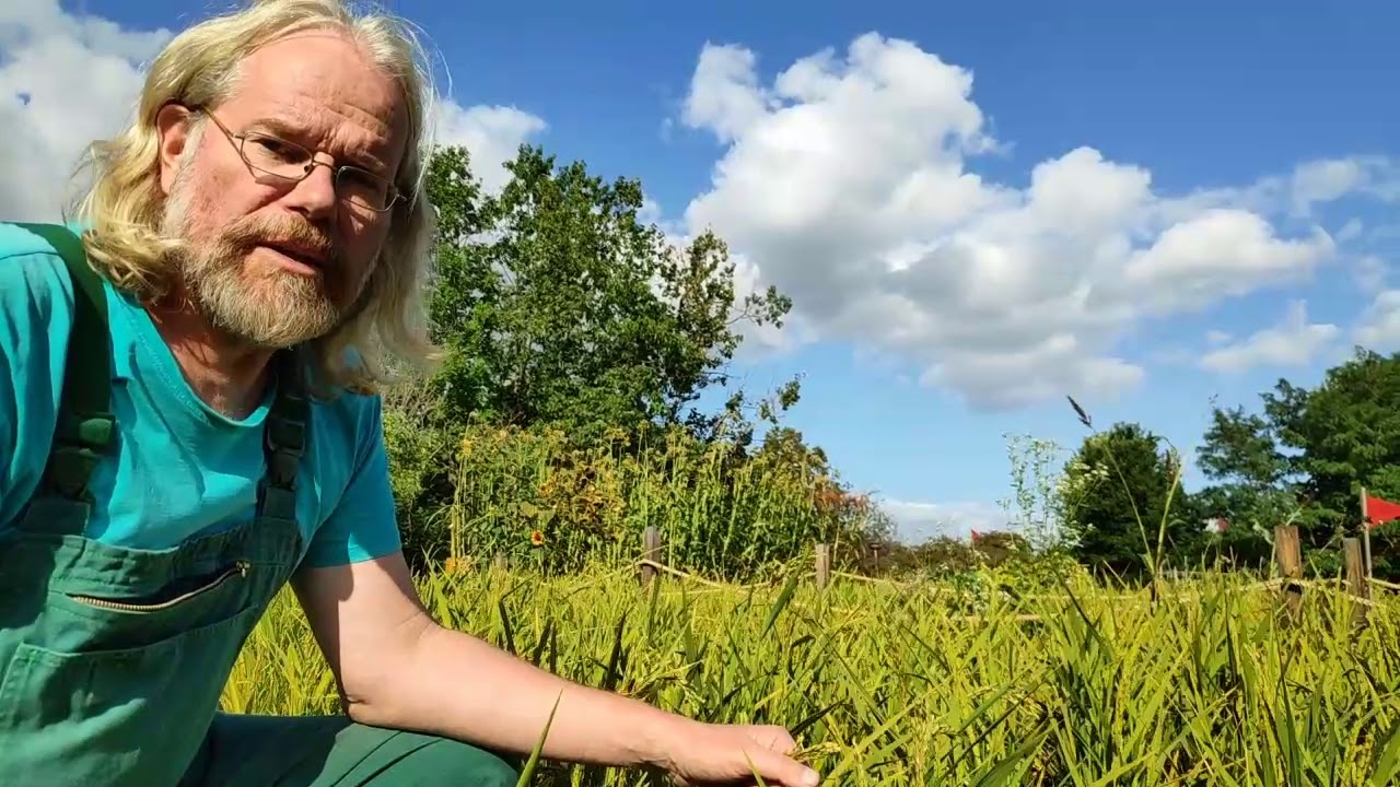 Ackerkunde mit Gärtner Gerd Getreide YouTube