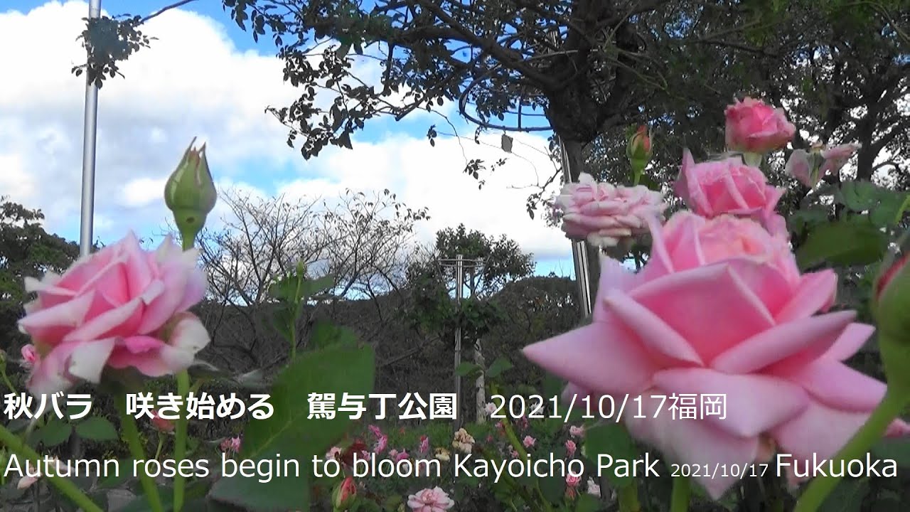 秋バラ 咲き始める 駕与丁公園 21 10 17福岡 Autumn Roses Begin To Bloom Kayoicho Park 21 10 17 Fukuoka Youtube