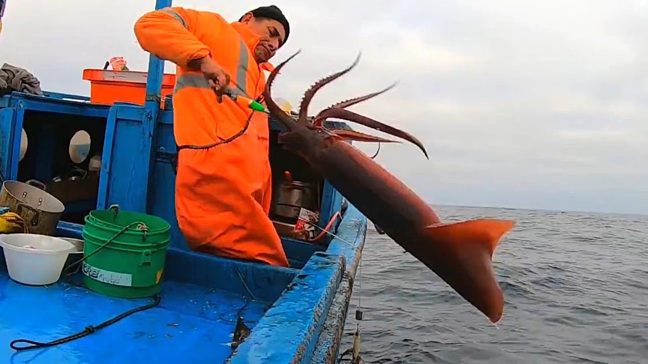 Промысел кальмара джиггерами. Судно для ловли кальмаров. Рыбалка на кальмара Владивосток. Ловля кальмара